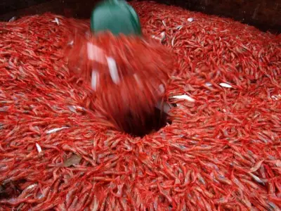 New England’s shrimp industry is struggling, with fishermen catching few in 2025