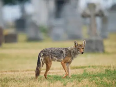 Mass. woman says a coyote killed her dog