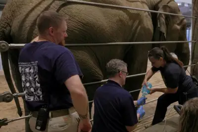 A large ‘charismatic’ animal is about to be born at DC’s National Zoo — an Asian elephant