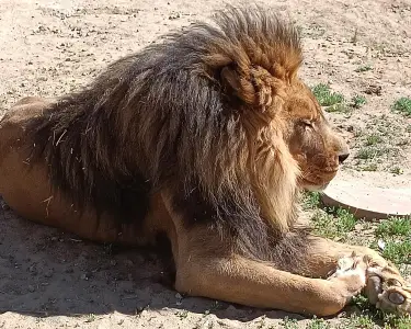 Ventura County sanctuary kept a lion-tiger hybrid and other exotic animals without permits, D.A. says