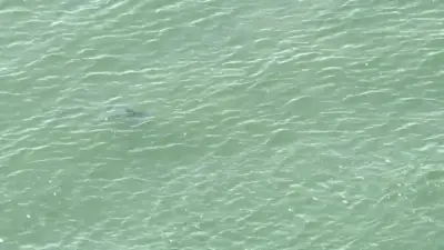 NYC temporarily shuts down Queens beaches after sharks swim dangerously close to Fourth of July crowd