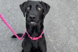 Meet Chuck, a gem of a black Lab who adores being around humans