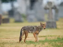 Mass. woman says a coyote killed her dog