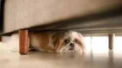 JONATHAN TURLEY: When the law goes to the dogs