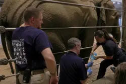 A large ‘charismatic’ animal is about to be born at DC’s National Zoo — an Asian elephant