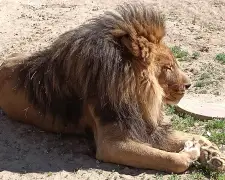 Ventura County sanctuary kept a lion-tiger hybrid and other exotic animals without permits, D.A. says