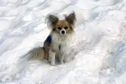 A pacing dog helps Swiss rescuers find a man who fell into a glacier