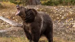 Woman saves husband's life with bear spray during grizzly attack in wilderness