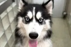 Meet Faith, a gorgeous Husky ready to find her family